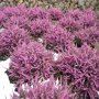 Erica darleyensis 'Kramer's Rote'